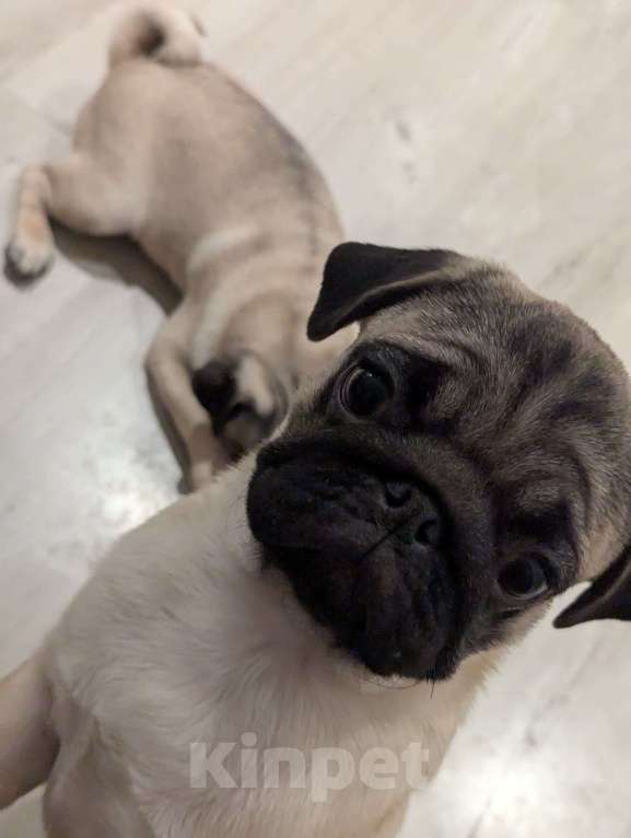 Собаки в Москве: Щенок мопса - мальчик Мальчик, Бесплатно - фото 3