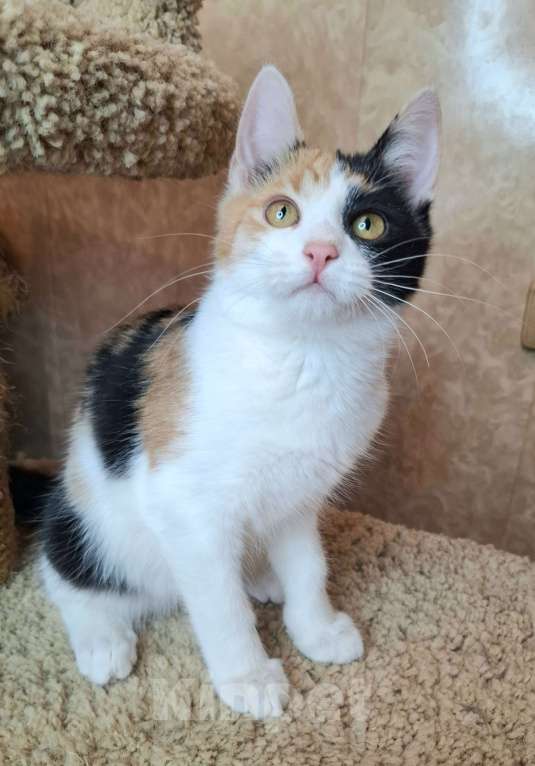 Кошки в Москве: Яркий котёнок в добрые руки  Девочка, Бесплатно - фото 6