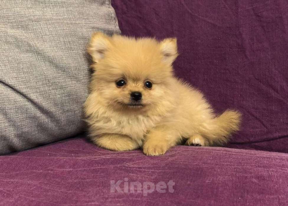 Собаки в Санкт-Петербурге: Щенок померанского шпица Девочка, 30 000 руб. - фото 2