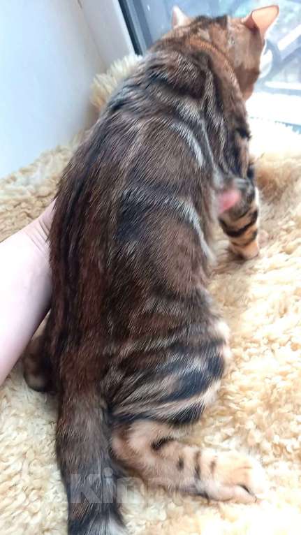 Кошки в Москве: Бенгальский мальчик Мальчик, 30 000 руб. - фото 5