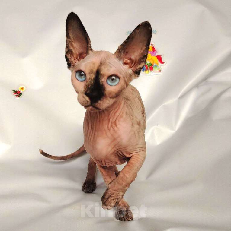 Кошки в Королеве: Синеглазая кошечка канадский сфинкс Девочка, Бесплатно - фото 9