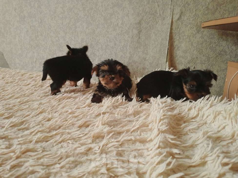 Собаки в Челябинске: Йоркширский терьер Мальчик, 23 000 руб. - фото 8