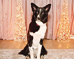 Собаки в Москве: Собака в добрые руки Девочка, Бесплатно - фото 4