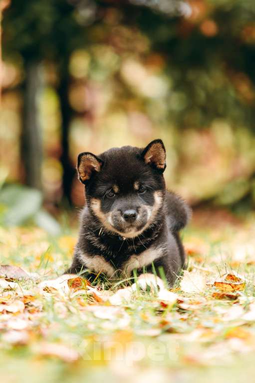 Собаки в Москве: Щенки Сибу-ину с характером солнца Мальчик, 100 000 руб. - фото 3