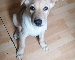 Собаки в Калуге: Метис Амурчик в добрые ручки❤️❤️❤️ Мальчик, Бесплатно - фото 2