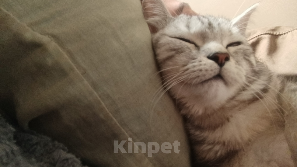 Кошки в Барнауле: В добрые руки Девочка, Бесплатно - фото 3