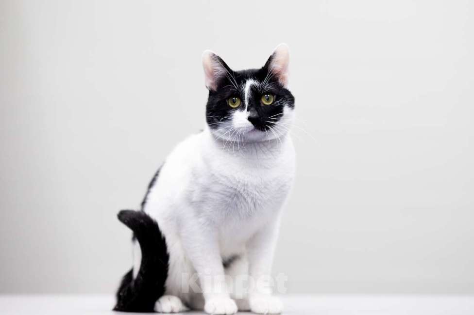 Кошки в Москве: котик Мурзик в добрые руки Мальчик, Бесплатно - фото 2