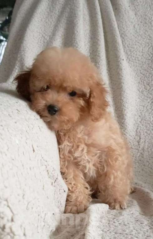 Собаки в Санкт-Петербурге: Той пудель Девочка, 65 000 руб. - фото 3