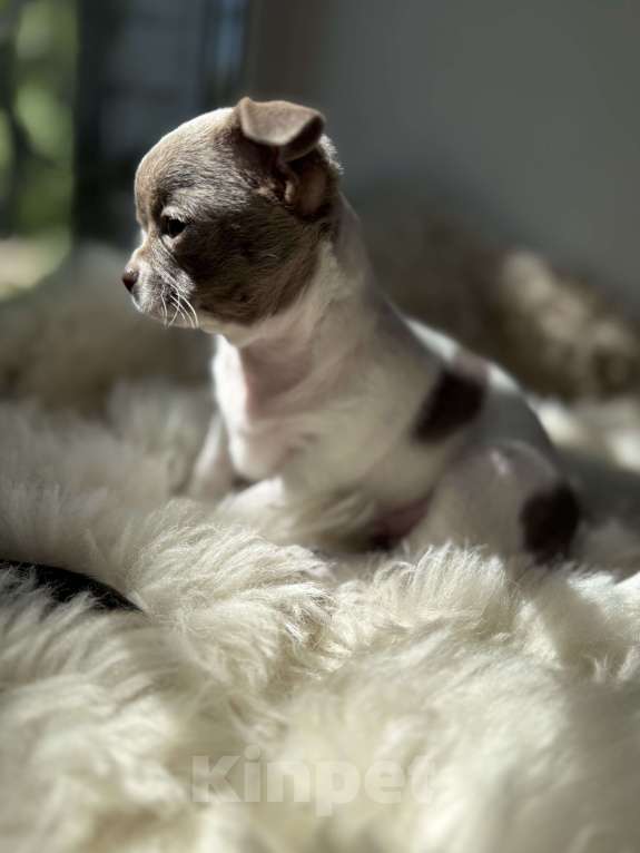 Собаки в Самаре: Луна Девочка, 30 000 руб. - фото 2