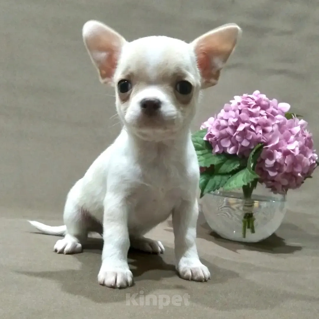 Собаки в Москве: Мальчики чихуахуа Мальчик, 15 000 руб. - фото 2