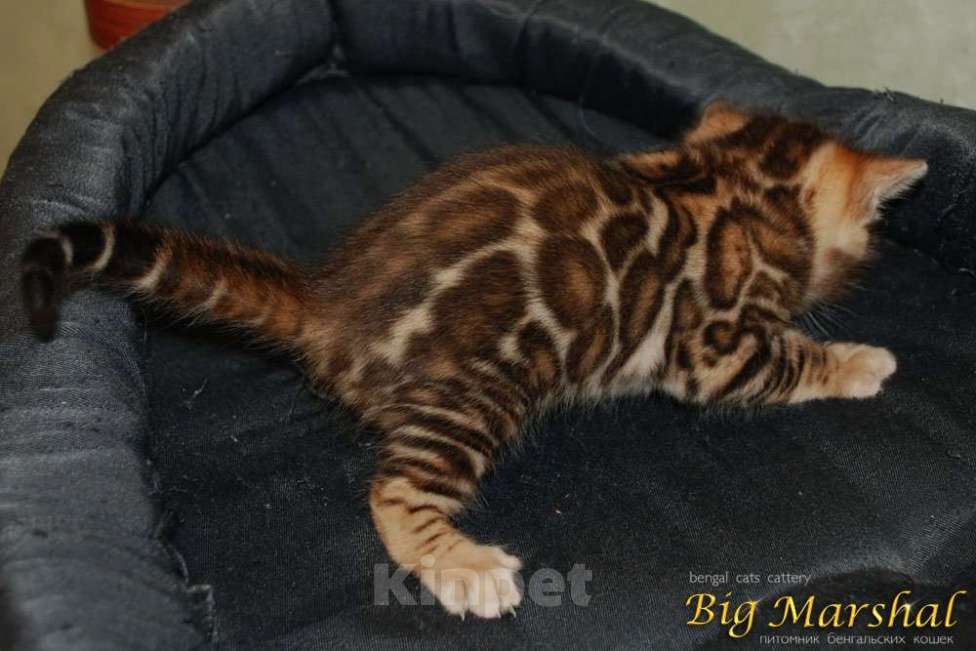 Кошки в Москве: Бенгальские котята. Девочка, 85 000 руб. - фото 7