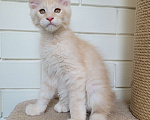 Кошки в Краснодаре: Продаётся котёнок Мейн-куна Мальчик, 50 000 руб. - фото 2