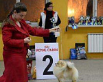 Собаки в Москве: Померанский шпиц для вязки, 15 000 руб. - фото 2
