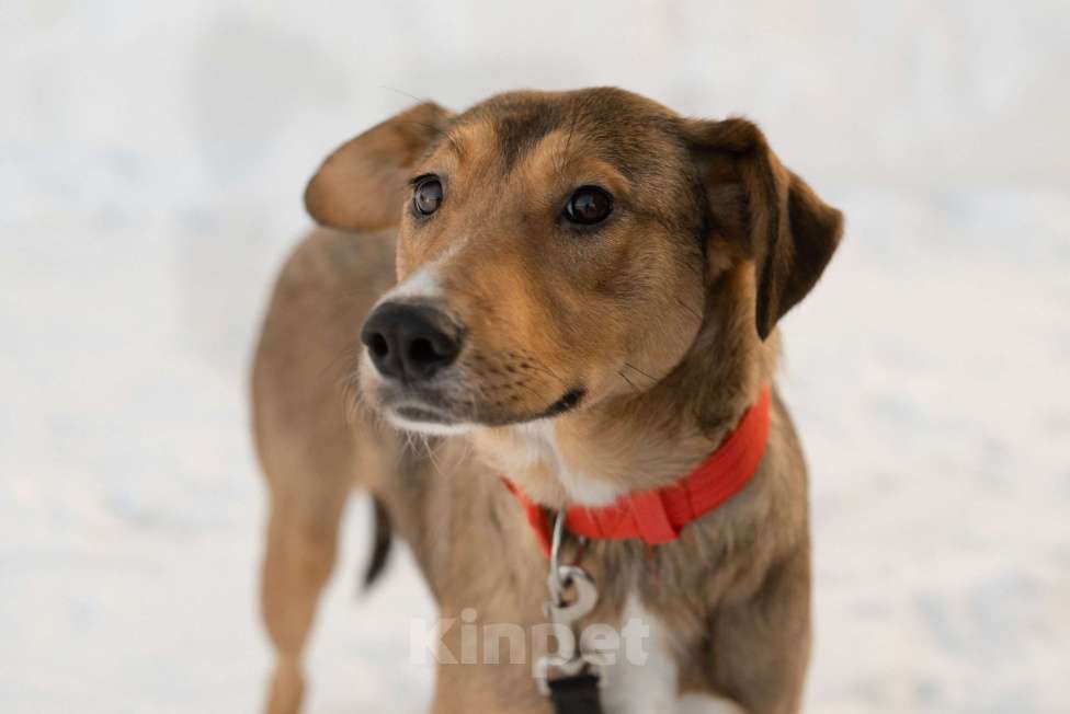 Собаки в Москве: Карамель ждет хозяев Девочка, Бесплатно - фото 5