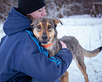 Собаки в Солнечногорске: Собака-компаньон в дар Девочка, Бесплатно - фото 2