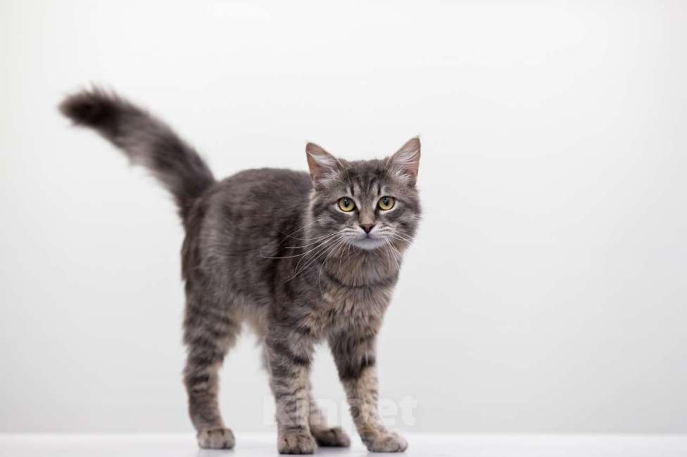 Кошки в Москве: Клим Мальчик, Бесплатно - фото 3