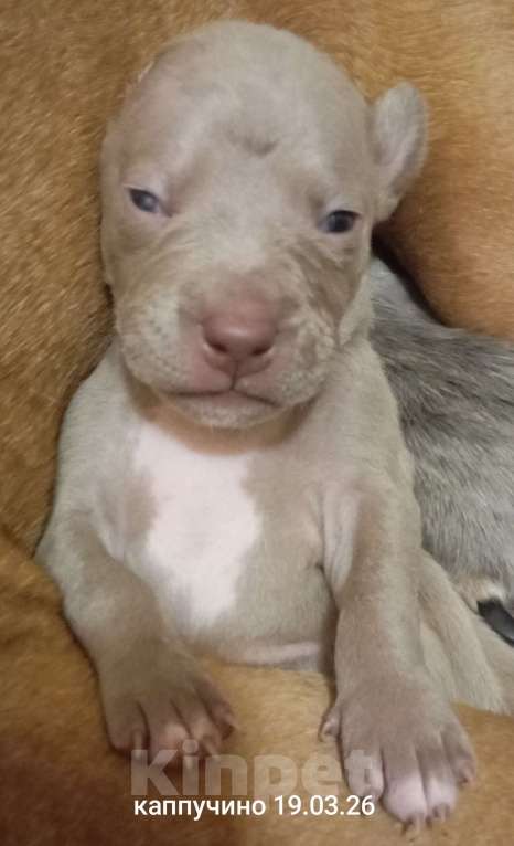 Собаки в других городах Московской области: Американский питбультерьер щенок девочка Девочка, 50 000 руб. - фото 9