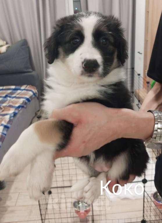 Собаки в Москве: Щенок в добрые руки Девочка, Бесплатно - фото 5