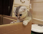 Кошки в Москве: Шотландский вислоухий короткошёрстный котёнок Девочка, 10 000 руб. - фото 3