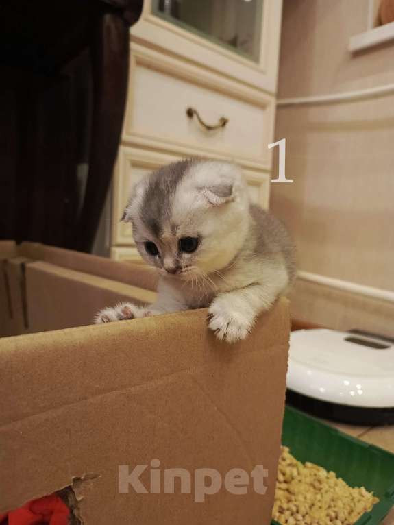 Кошки в Москве: Шотландский вислоухий короткошёрстный котёнок Девочка, 10 000 руб. - фото 3