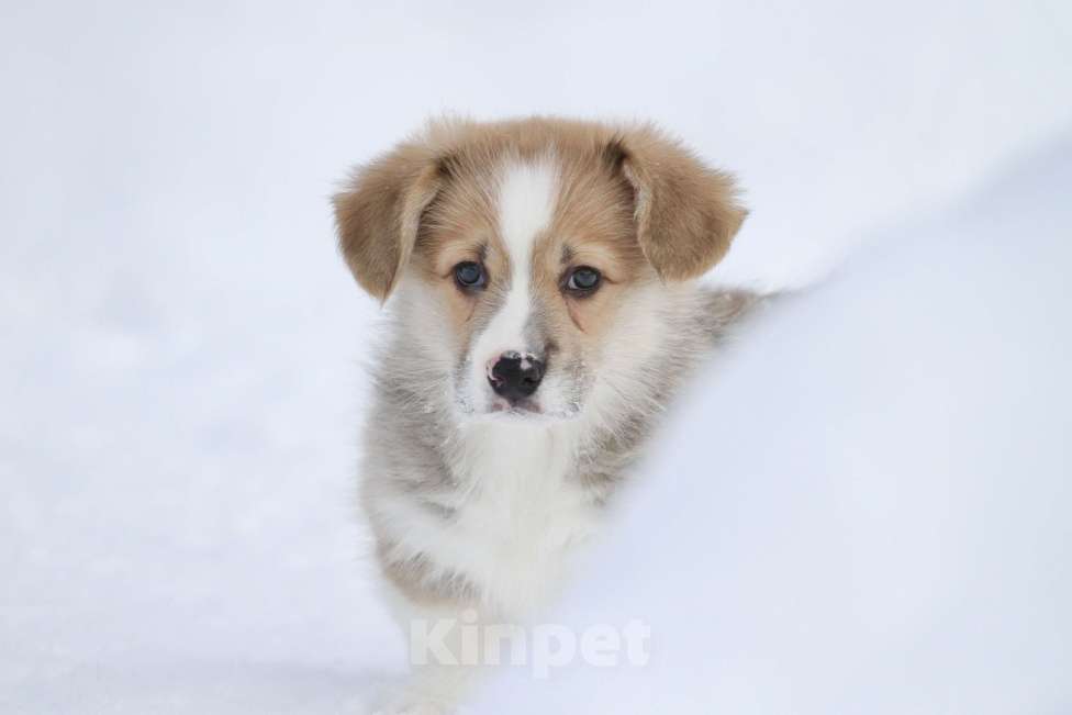 Собаки в Москве: Вельш корги пемброк Девочка, 50 000 руб. - фото 2