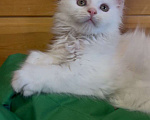 Кошки в Москве: Белый мальчик полидакт Мальчик, 50 000 руб. - фото 4