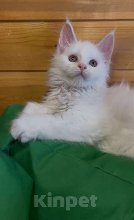 Кошки в Москве: Белый мальчик полидакт Мальчик, 50 000 руб. - фото 4