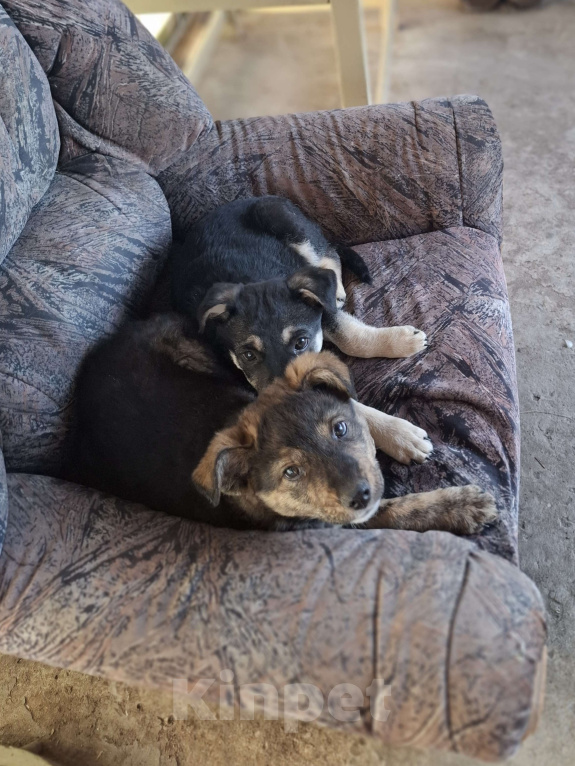 Собаки в Астрахани: "Щенки в добрые руки — крепкие дворовые!" Разнополые, Бесплатно - фото 3