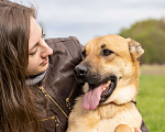 Собаки в Солнечногорске: Арамис - собака друг и компаньон Мальчик, Бесплатно - фото 7
