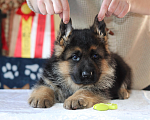 Собаки в Артеме: Озорной щенок немецкой овчарки  Мальчик, 80 000 руб. - фото 6