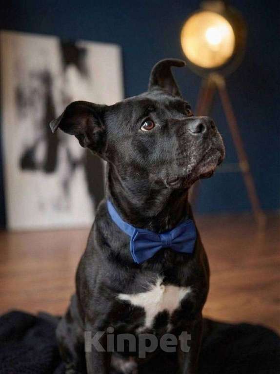 Собаки в Москве: Джек ждет новых хозяев Мальчик, Бесплатно - фото 5