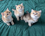 Кошки в Ростове-на-Дону: Шотландские котята золотая шиншилла Мальчик, 12 000 руб. - фото 1