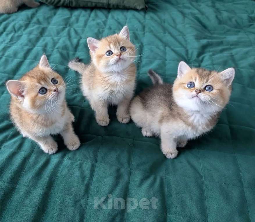 Кошки в Ростове-на-Дону: Шотландские котята золотая шиншилла Мальчик, 12 000 руб. - фото 1