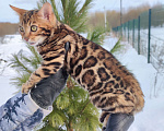 Кошки в Москве: Бенгальский котик Грей Мальчик, 50 000 руб. - фото 3