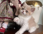 Кошки в Москве: Шотландский кремовый мальчик Мальчик, 35 000 руб. - фото 1