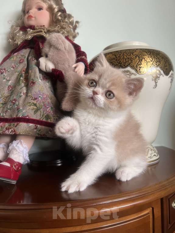 Кошки в Москве: Шотландский кремовый мальчик Мальчик, 35 000 руб. - фото 1