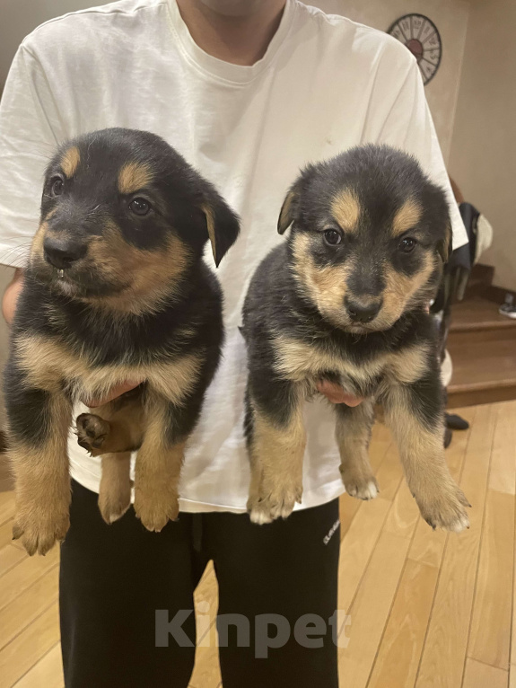 Собаки в Апрелевке: Босерон метис щенки Девочка, 5 000 руб. - фото 4