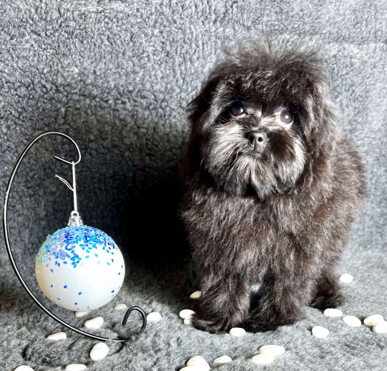 Собаки в Москве: Помапу девочка чёрная  Девочка, 50 000 руб. - фото 1