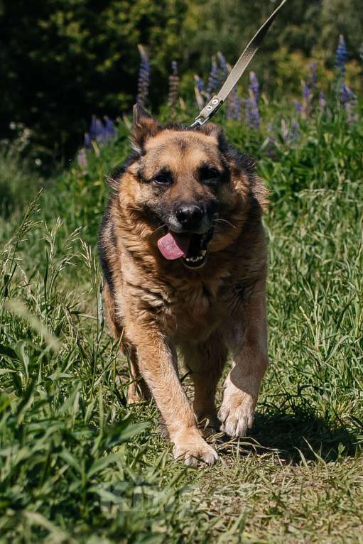 Собаки в Химках: Овчарка Мальчик, Бесплатно - фото 4