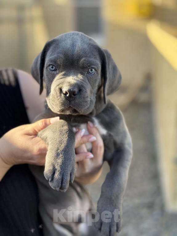 Собаки в Таганроге: Щенки породы кане-корсо Девочка, Бесплатно - фото 2