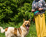 Собаки в Москве: Жизнерадостная собака в добрые руки  Девочка, Бесплатно - фото 5