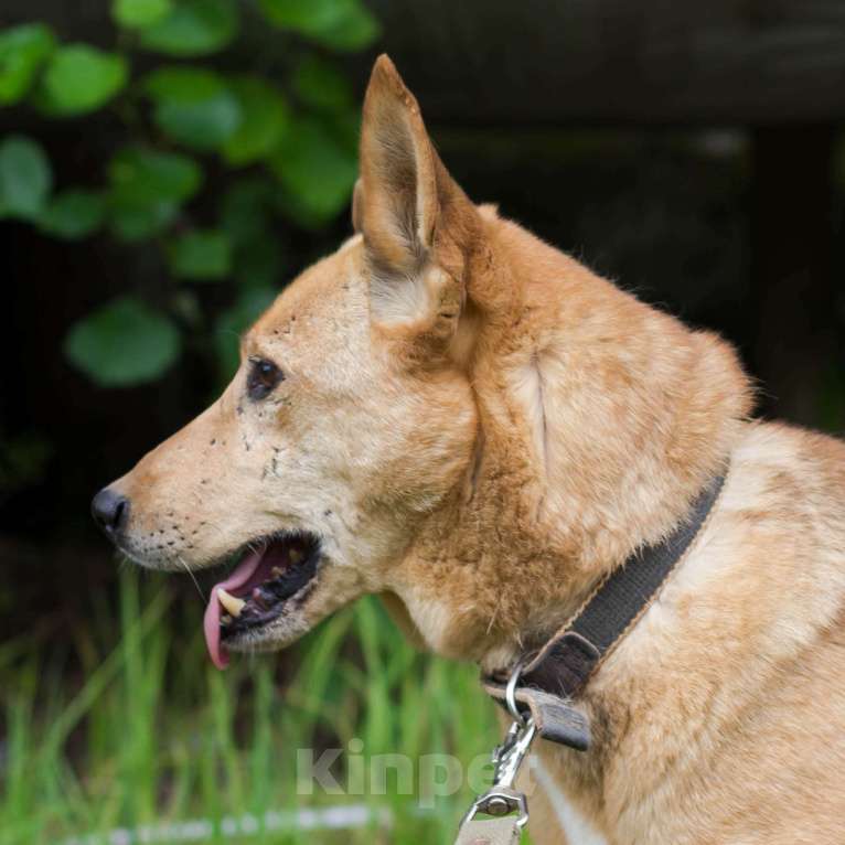 Собаки в Москве: Лёлик Мальчик, Бесплатно - фото 2