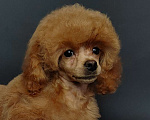 Собаки в Долгопрудном: Пуделя щенок той красный девочка Девочка, 200 000 руб. - фото 3