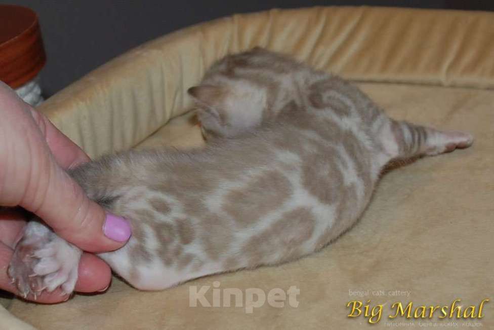 Кошки в Москве: Бенгальский котик Мальчик, 65 000 руб. - фото 4