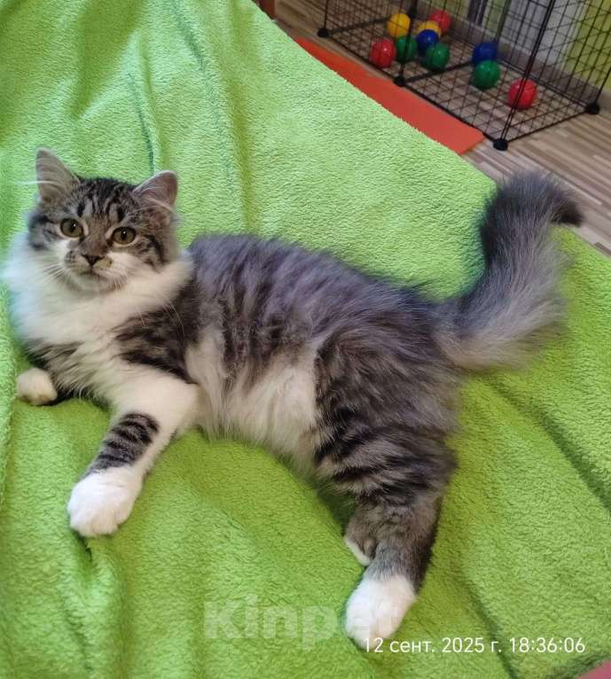 Кошки в Старом Купавне: Котенок в добрые руки Девочка, Бесплатно - фото 10