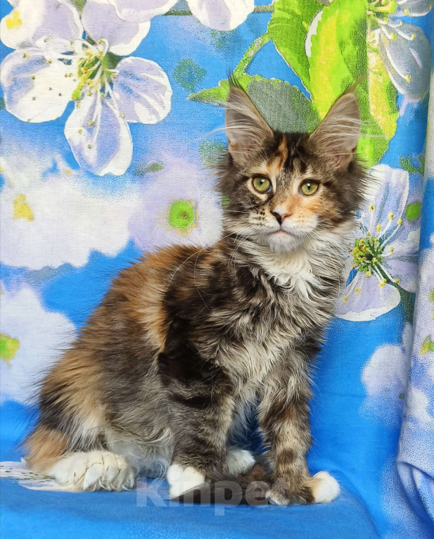 Кошки в Москве: Котёнок Мейн-кун Полидакт Девочка Девочка, 80 000 руб. - фото 2