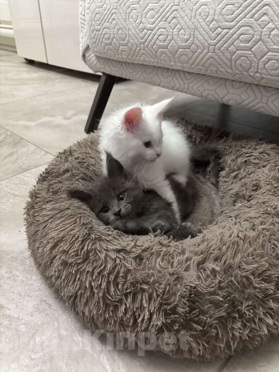 Кошки в Севастополе: Продаются котята породы Мейн-кун Разнополые, Бесплатно - фото 7