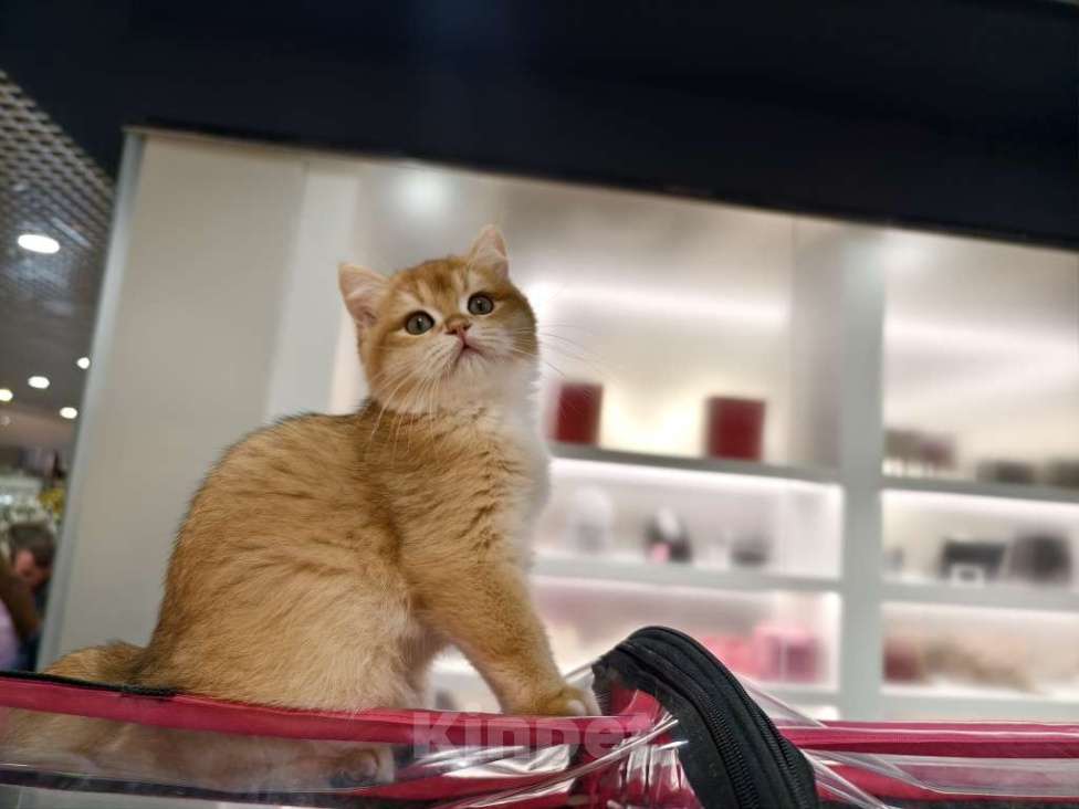 Кошки в Уссурийске: британский мальчик в любимцы Мальчик, Бесплатно - фото 2