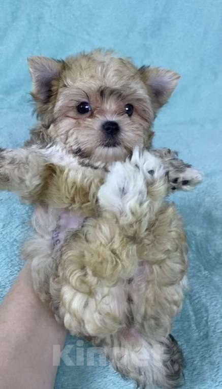 Собаки в Москве: Цветной йорк -щенок Мальчик, 45 000 руб. - фото 4