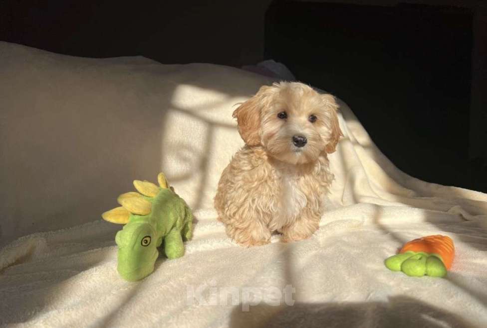 Собаки в Магнитогорске: Мальчик мальтипу мини кремовый пухляш 3 мес Мальчик, 75 000 руб. - фото 3
